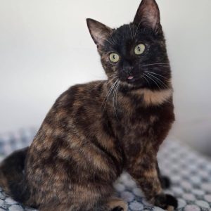 KLEO