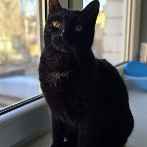 LEO