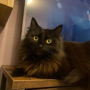 MIKA