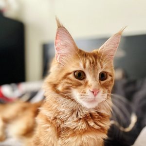 AMBERA