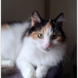 VANILLA
