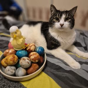ELVIS