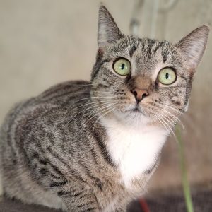 AMANDA