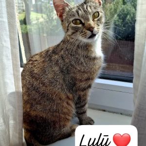 LULU