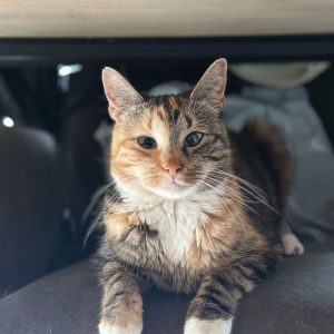 TIGRA