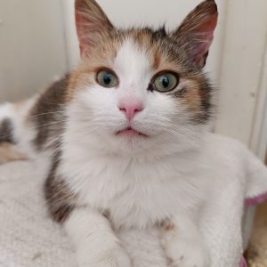 UMA