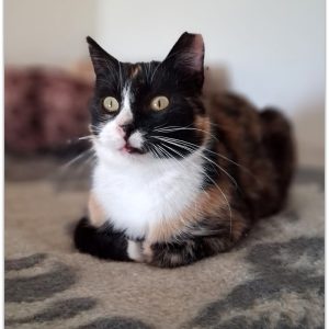 SAMIJA