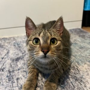 KLEO