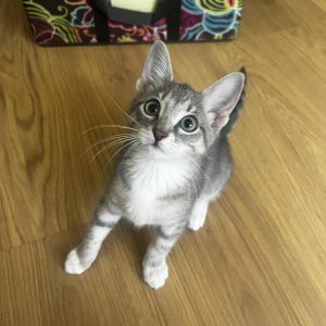 MILA