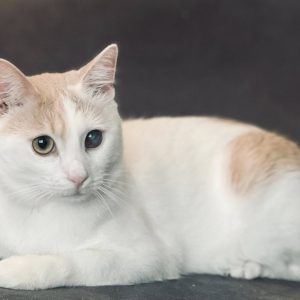 KOSMO