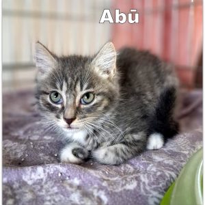 ABŪ