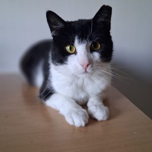 FRANCIS