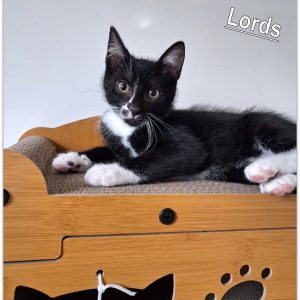 LORDS