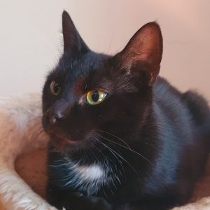 AMORA