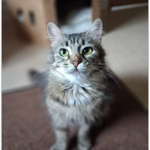 TINKA