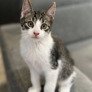 BRUNO