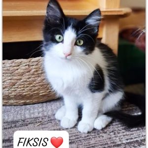 FIKSIS