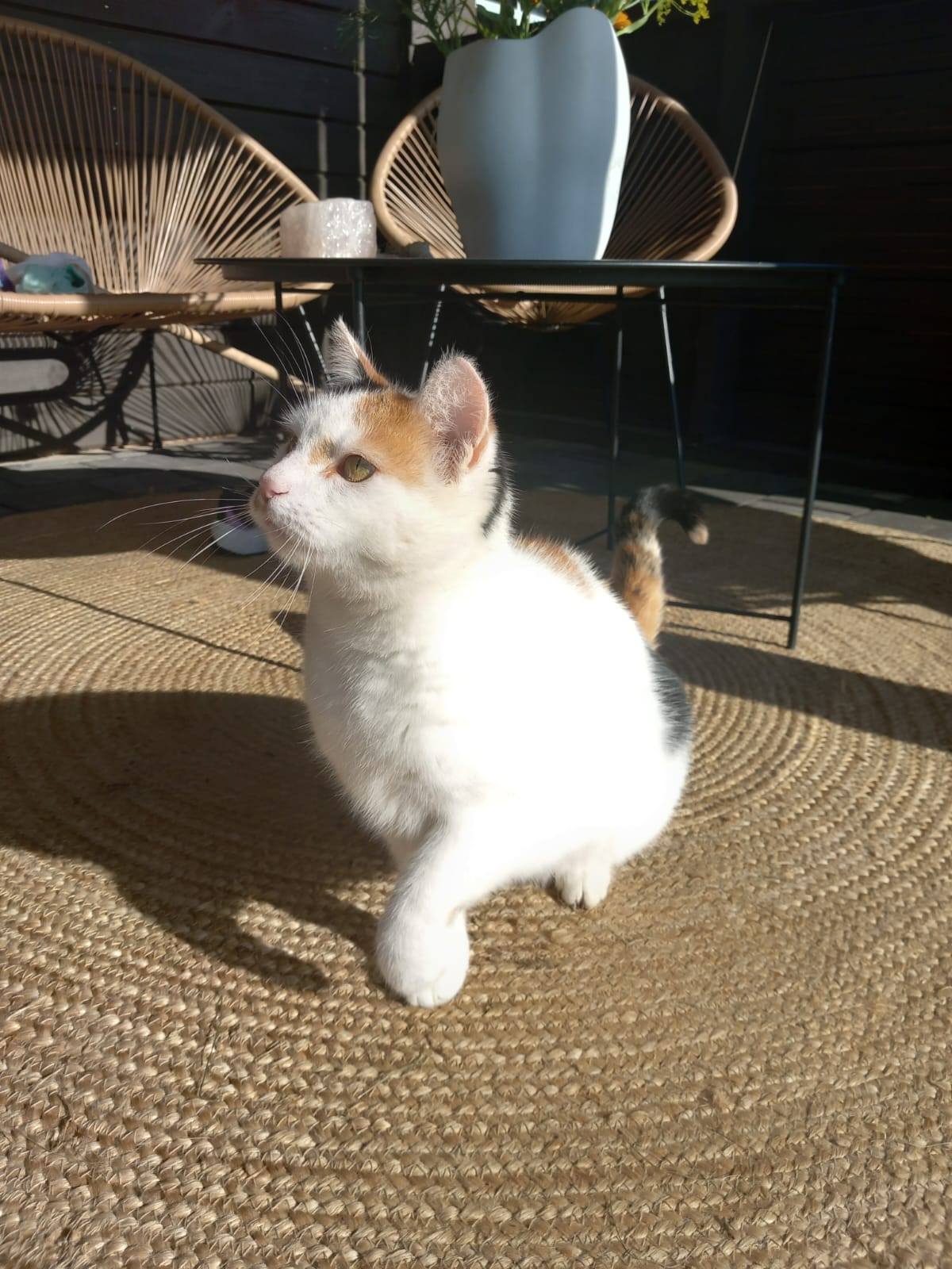 MIA - Image 3