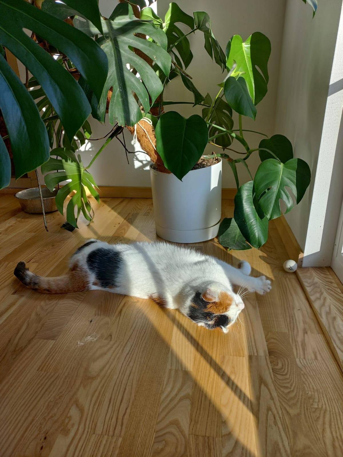 MIA - Image 8