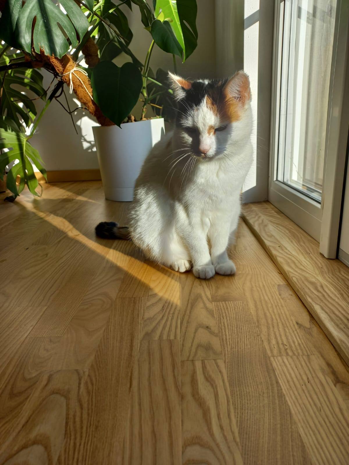 MIA - Image 10