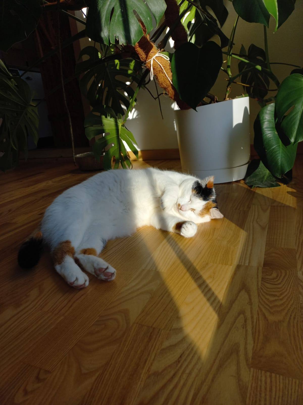 MIA - Image 7