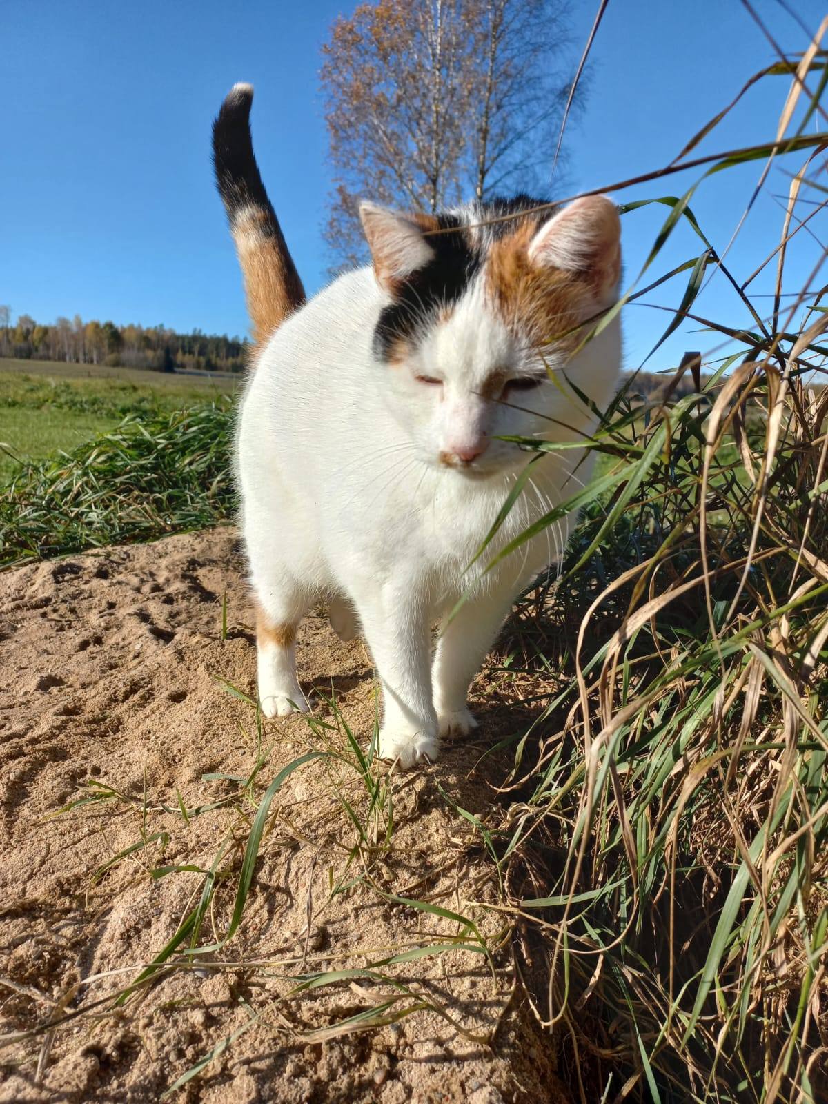 MIA