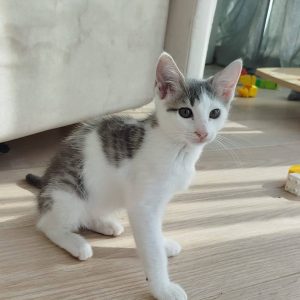 ŠEILA