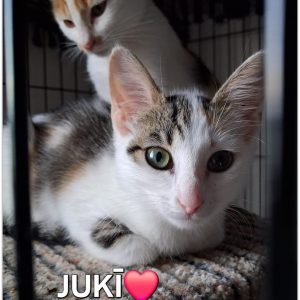 JUKĪ