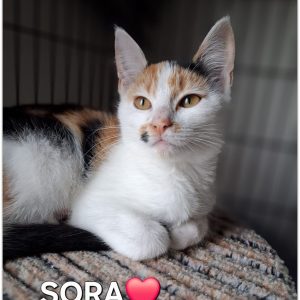 SORA