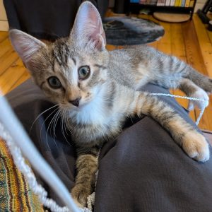 MILLI