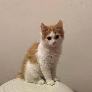 LEO