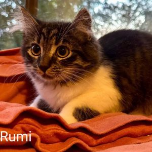 RUMI