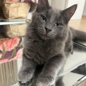 HEDDA