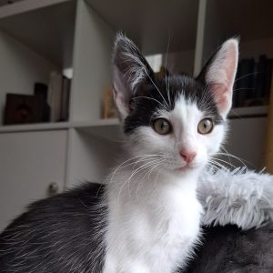 PIPA