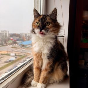 NALA
