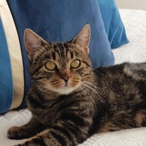 NIKA