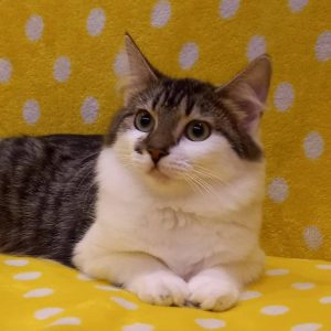 LULU