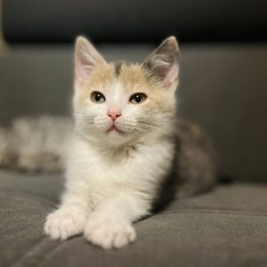 MIA