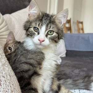 RUFUS
