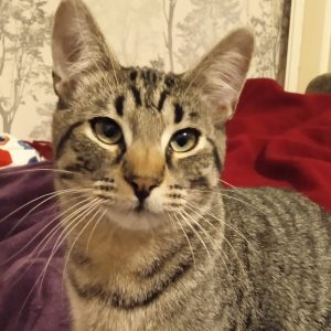 KIRO