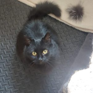 ŠEILA