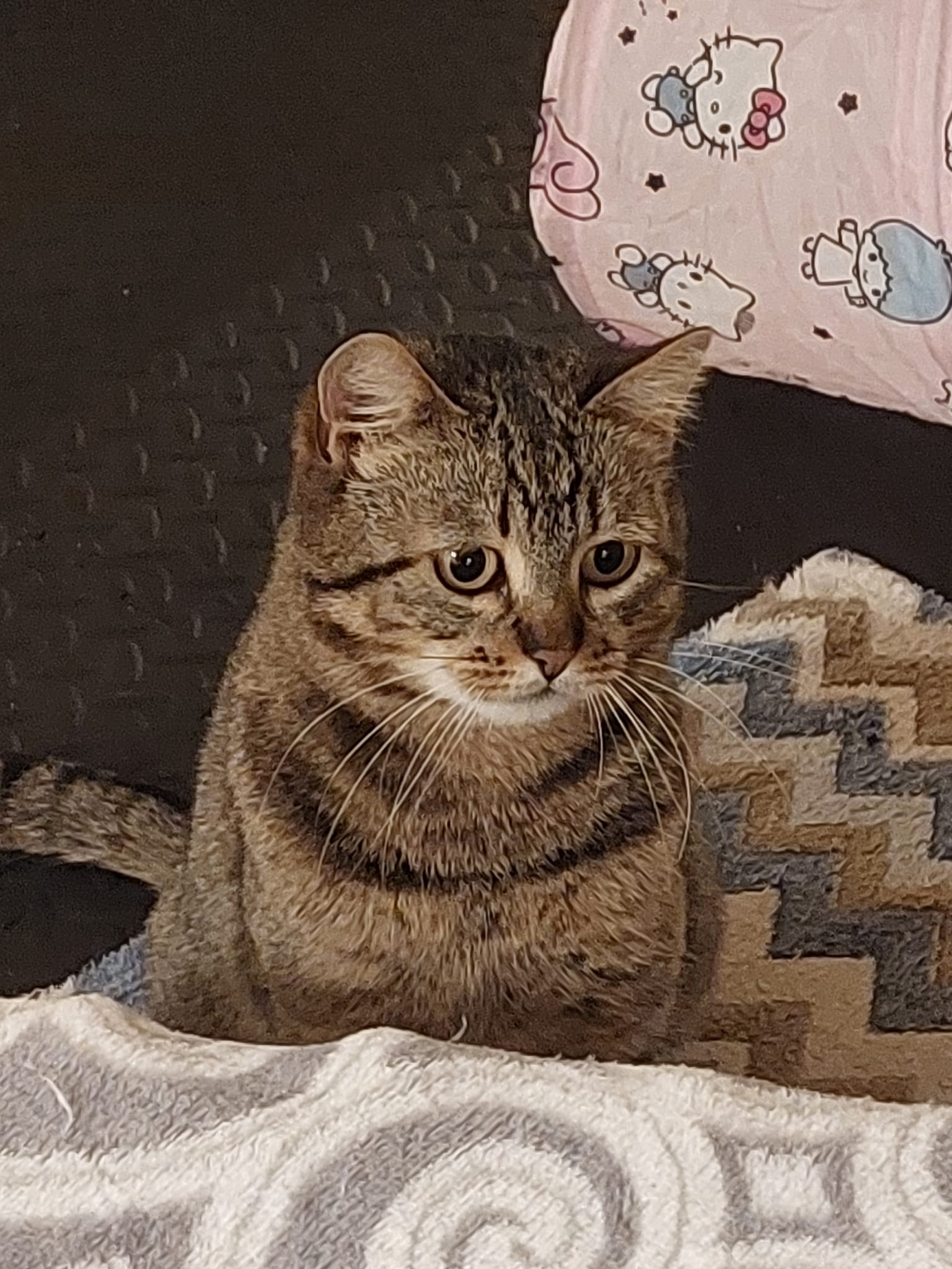 MIJA