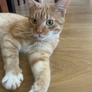 LEO