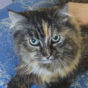AMBERA