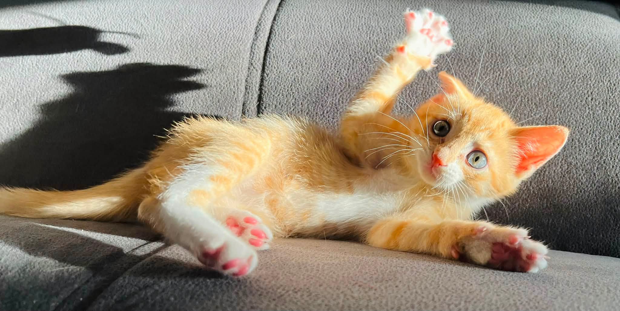 CHEETOS - Image 8