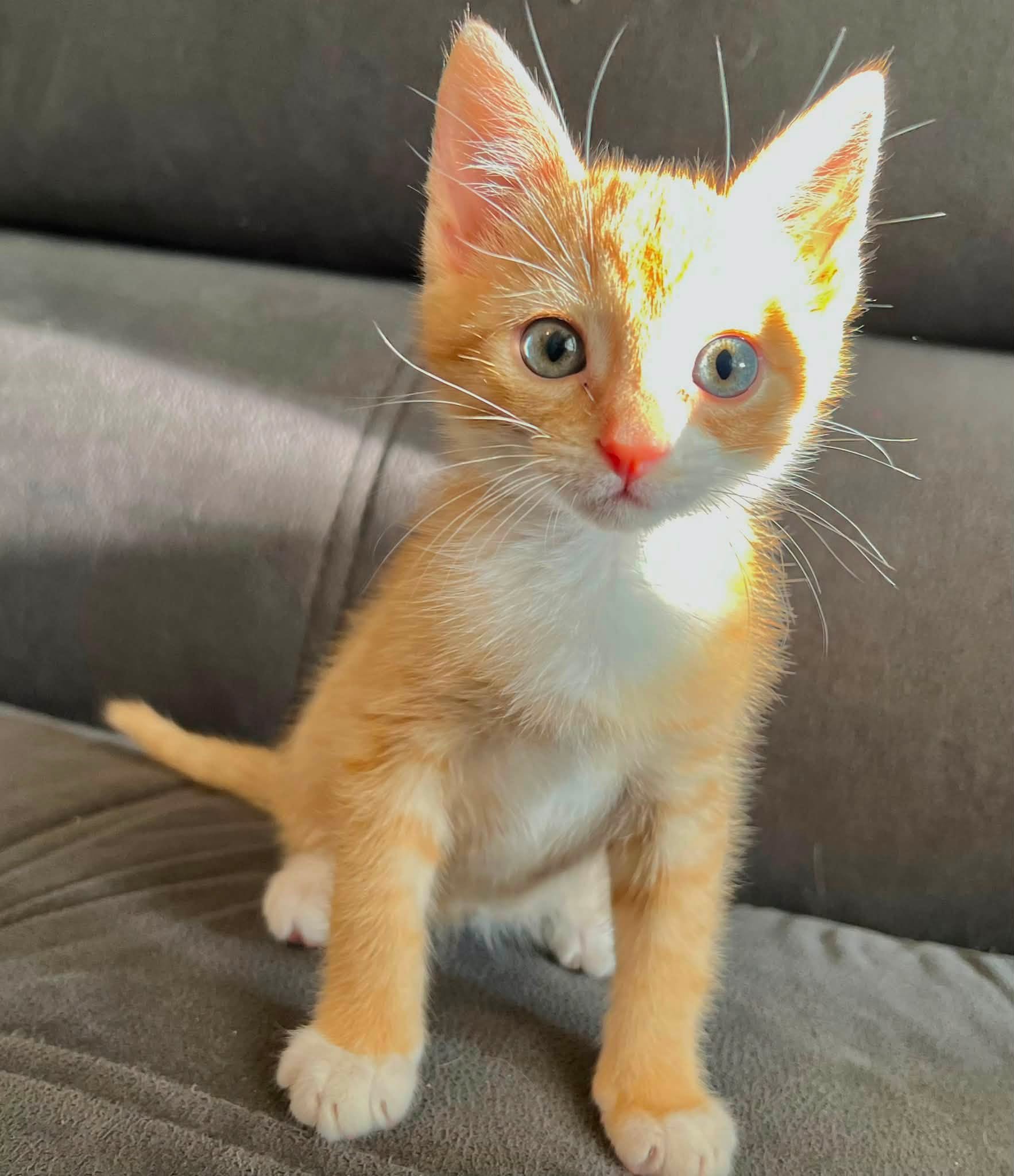 CHEETOS - Image 5