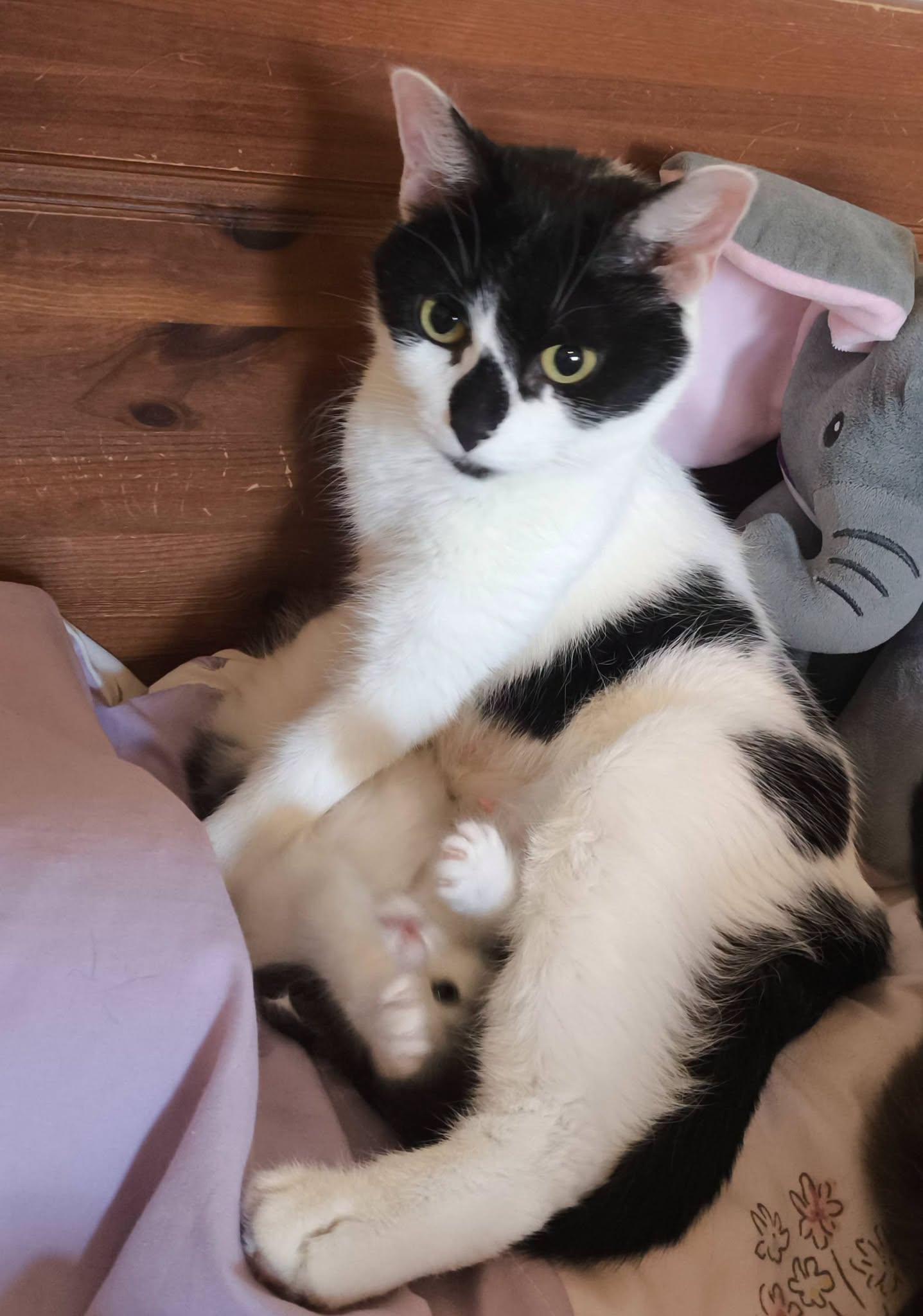 KEIKO - Image 2