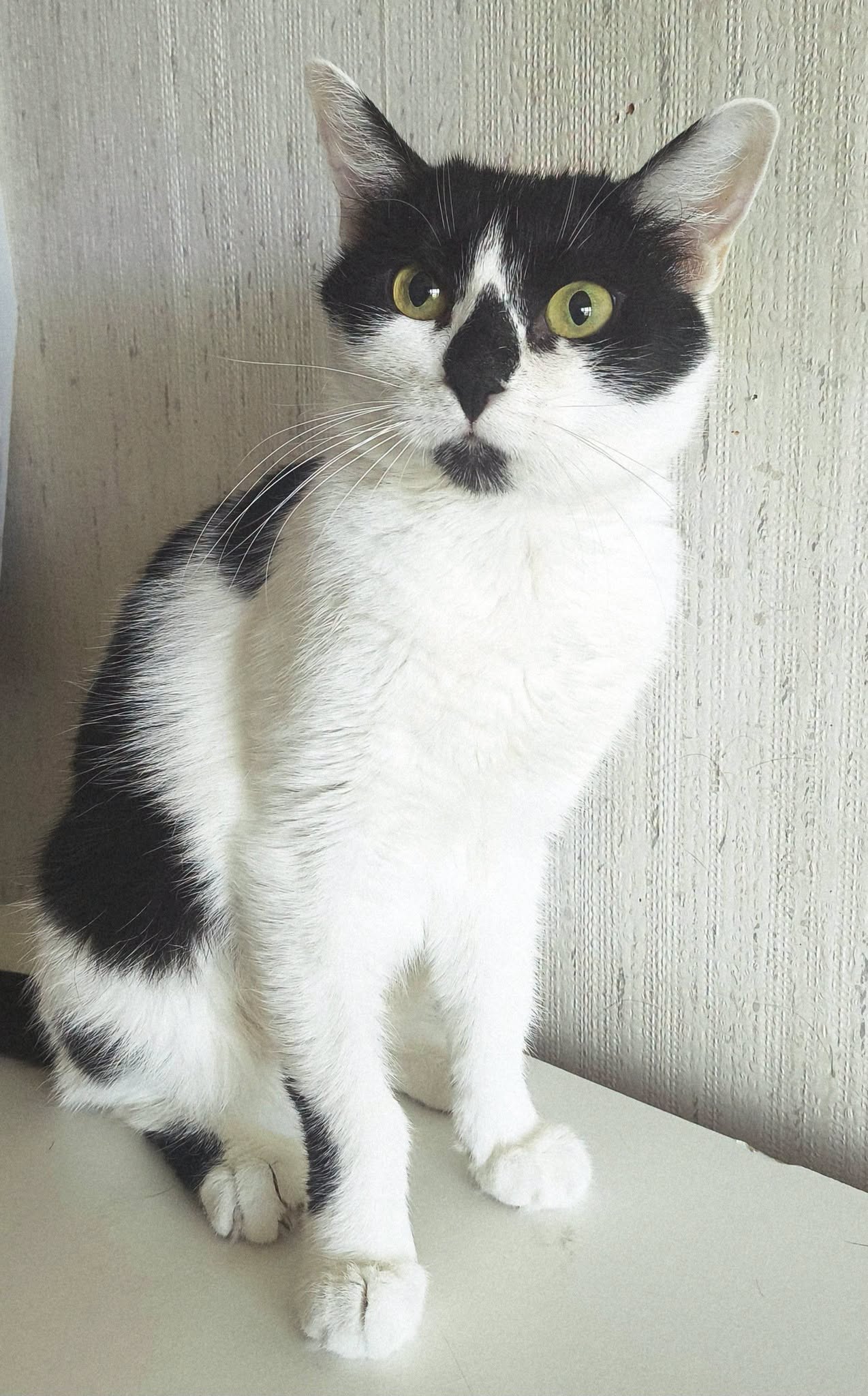 KEIKO - Image 5