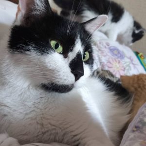 KEIKO