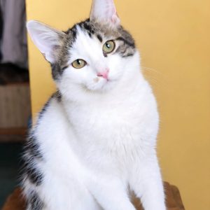 FABIJA un ELZA